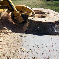 Stump Grinding Chislehurst