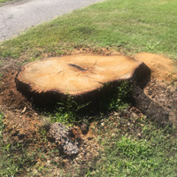 Stump Grinding Chislehurst