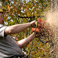 Tree Removal Chislehurst